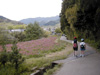 蓮華の小道をとぼとぼと