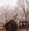 満開の桜の写真１