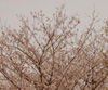 満開の桜の写真２